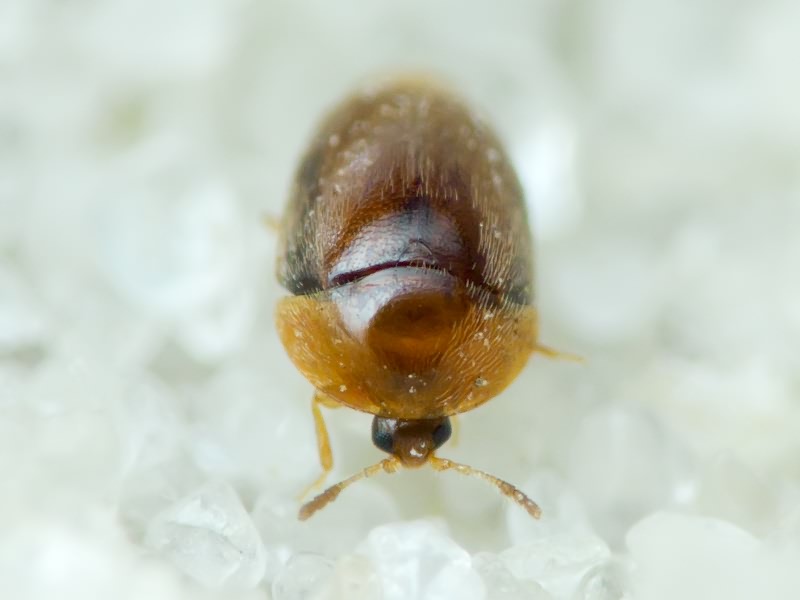 Sericoderus lateralis (Gyllenhal, 1827)